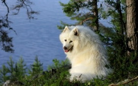 高清晰白色萨摩耶犬宠物壁纸