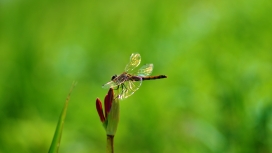 荷叶嫩芽上的蜻蜓