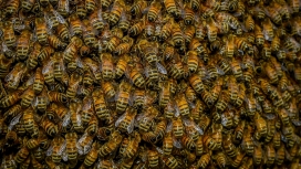 成堆的蜜蜂壁纸