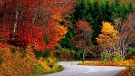 多彩的秋天树木街路