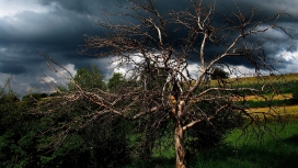 雷电风暴下的枯树