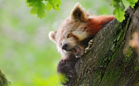 高清晰趴在树上睡觉的浣熊壁纸