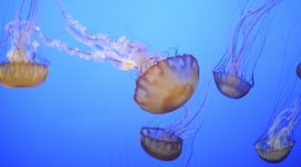 高清晰海底海蜇水母壁纸