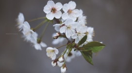 高清晰白色梅花壁纸