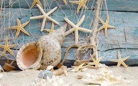 海螺贝壳海星壁纸