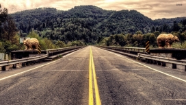 高清晰加州红木双行线公路壁纸