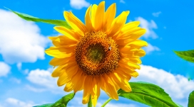 高清晰鲜美的向日葵太阳花壁纸