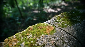石壁上绿色苔藓野草微距壁纸