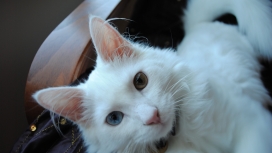 土耳其安哥拉鸳鸯眼白猫