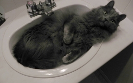 躺在洗脸池中的灰猫