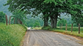 乡村道路绿化树木护栏