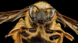 高清晰蜜蜂微距壁纸