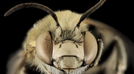 高清晰大眼蜜蜂微距壁纸