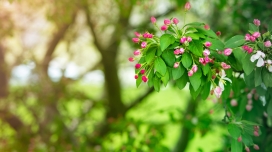 高清晰绿叶红花壁纸