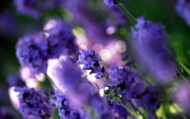 高清晰唯美紫色薰衣草自然景色壁纸下载