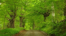 高清晰树林翠绿路壁纸