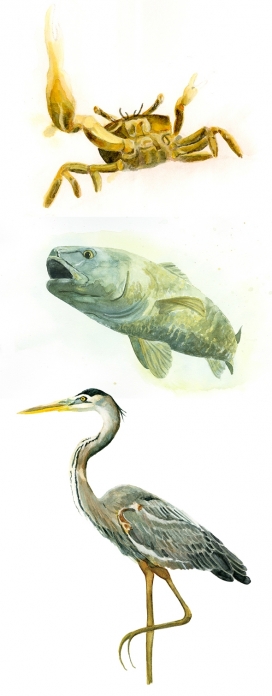 沿海生态森林-动物水彩粉铅笔插画设计-传达美丽多样性的海岸环境
