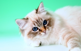 美丽蓝眼睛的波斯猫