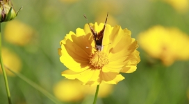 黄色花瓣上的蝴蝶