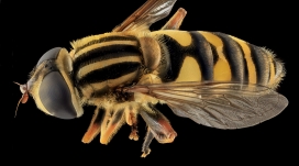 高清晰大蜜蜂昆虫标本壁纸