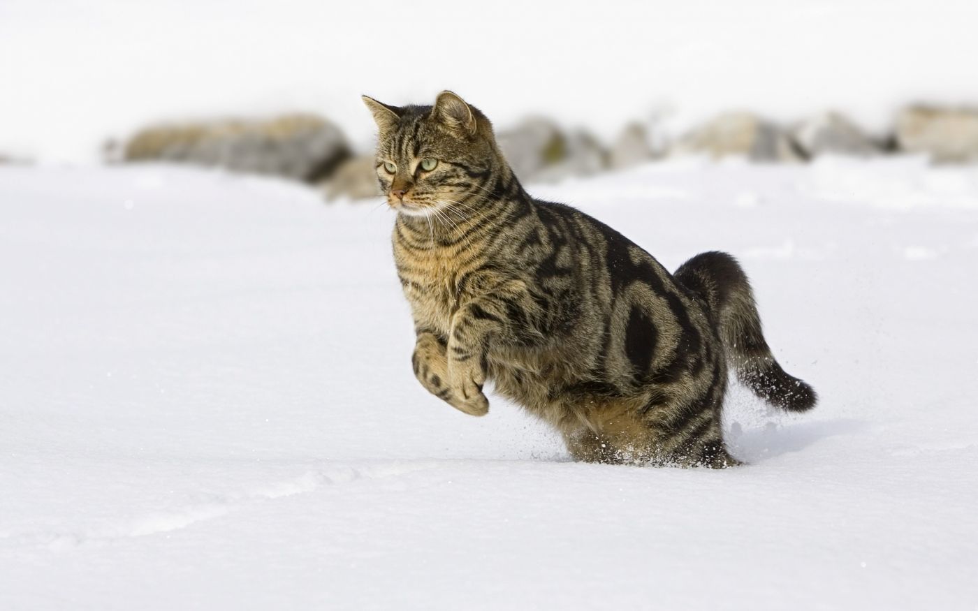 Wallpaper cat, cat, jump, flight images for desktop, section кошки - download