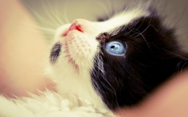 高清晰蓝眼镜黑白小猫动物萌宠电脑壁纸下载