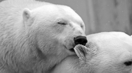 两只亲密的北极熊
