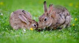 绿草上的两只小灰兔