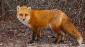 高清晰红狐动物壁纸