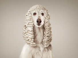 假如让动物做法官-瑞士动物权利保护摄影
