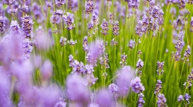 紫色熏衣草花