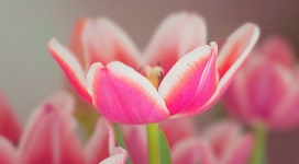粉红色的郁金香花朵 壁纸