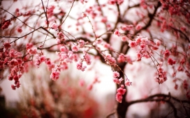 春天粉红色日本樱花