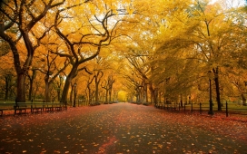 高清晰黄色树林的秋季美景