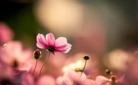 粉红色的宇宙花朵