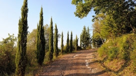 意大利美丽的路树