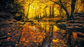 金色的秋季森林河
