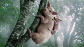 带猪宝宝上树的猪妈妈