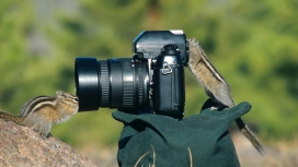玩单反数码相机的松鼠
