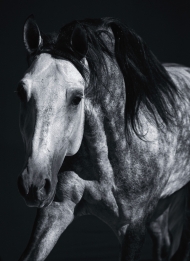Cavalo Lusitano-西洋马黑白照片