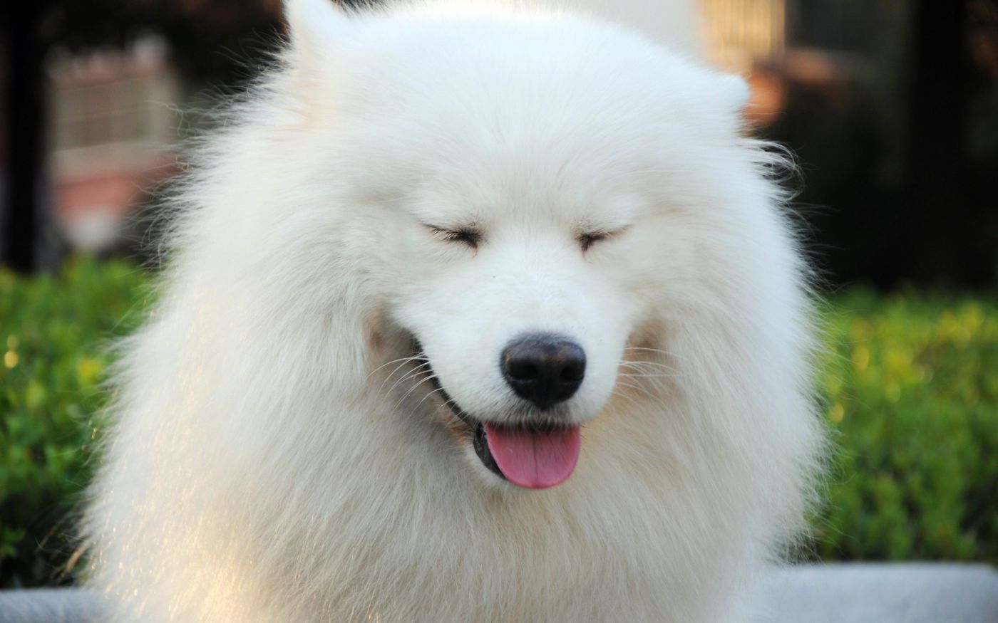 白色犬种类图片
