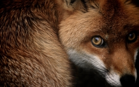 无辜的红狐