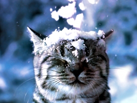 冬天的雪-猫