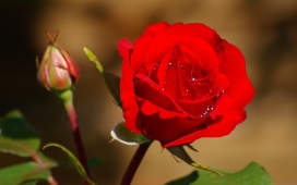高清晰红色单支玫瑰花壁纸