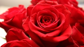 高清晰红色玫瑰花瓣壁纸