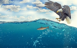 深海抓鱼的鹰