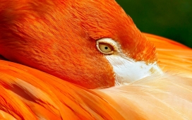 高清晰橙色火烈鸟动物壁纸