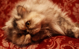 高清晰躺在地毯上的波斯猫壁纸