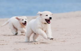 高清晰沙滩上两只追逐的土狗壁纸