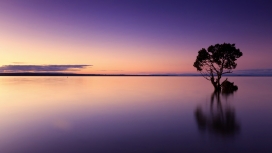 夕阳下孤独的湖树